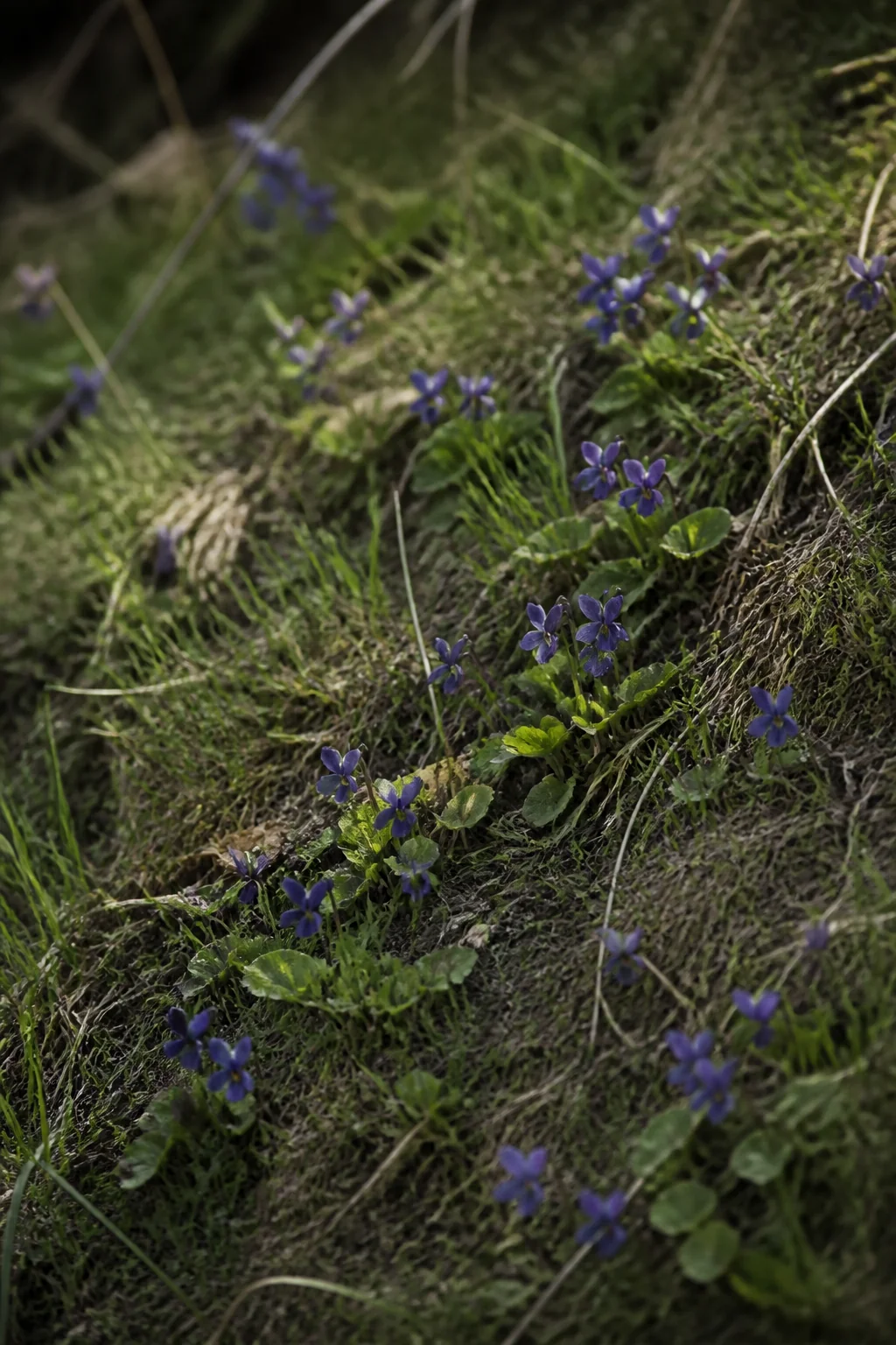 Violets, illustration from A Room with a View by E. M. Forster