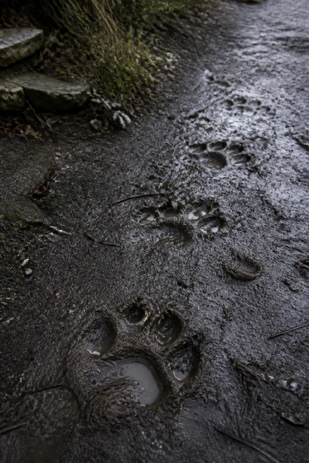 The Hound Footprints, illustration from The Hound of the Baskervilles by Arthur Conan Doyle