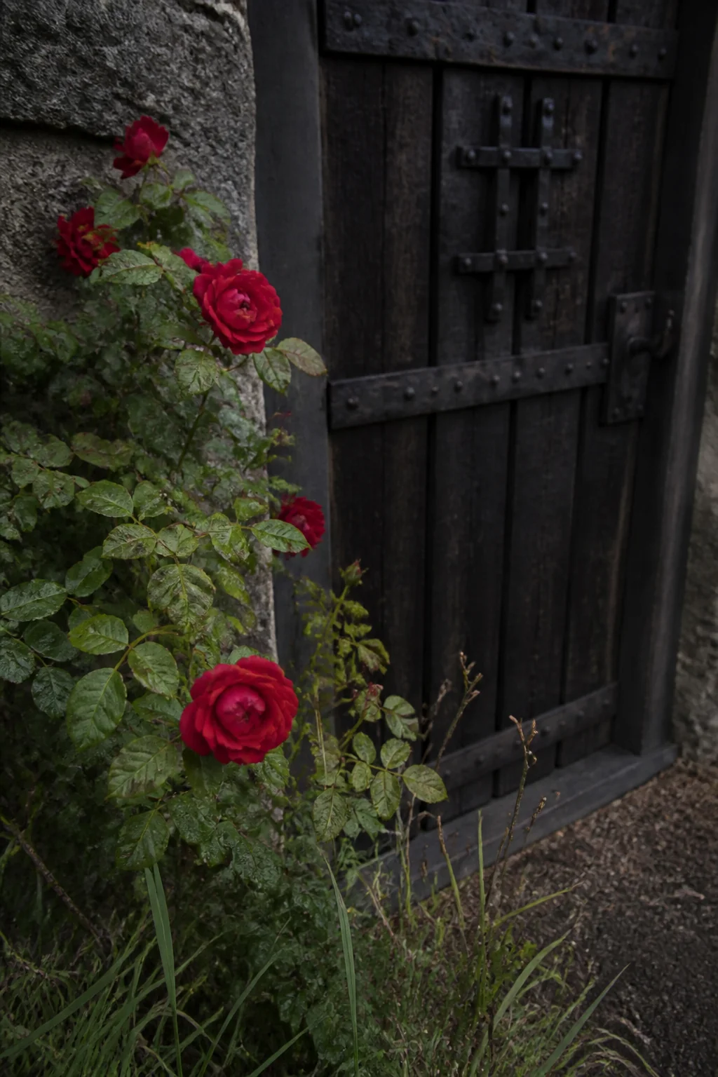 The Prison Rose-Bush, illustration from The Scarlet Letter by Nathaniel Hawthorne