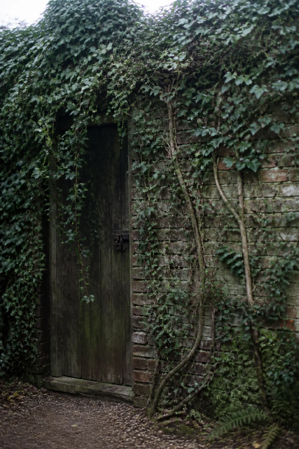 The Garden Door / Ivy Curtain, illustration from The Secret Garden by Frances Hodgson Burnett