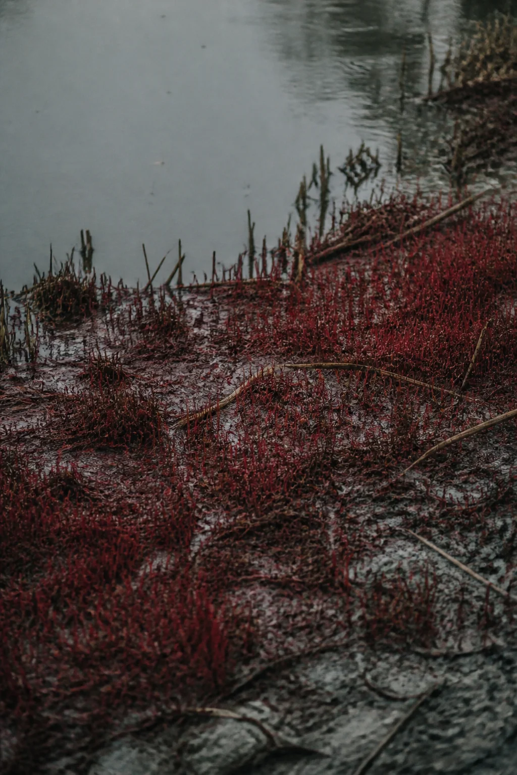 Red weed, illustration from The War of the Worlds by H. G. Wells